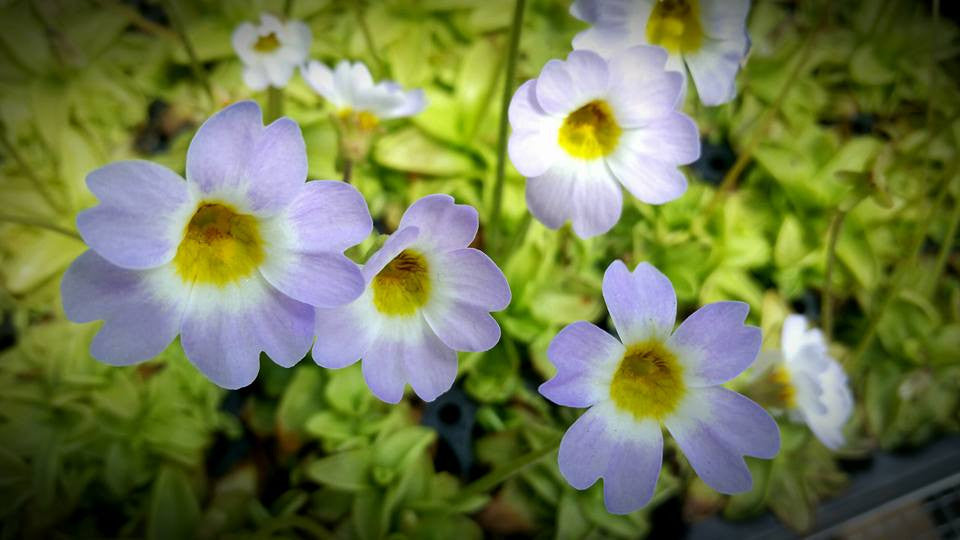 Butterwort