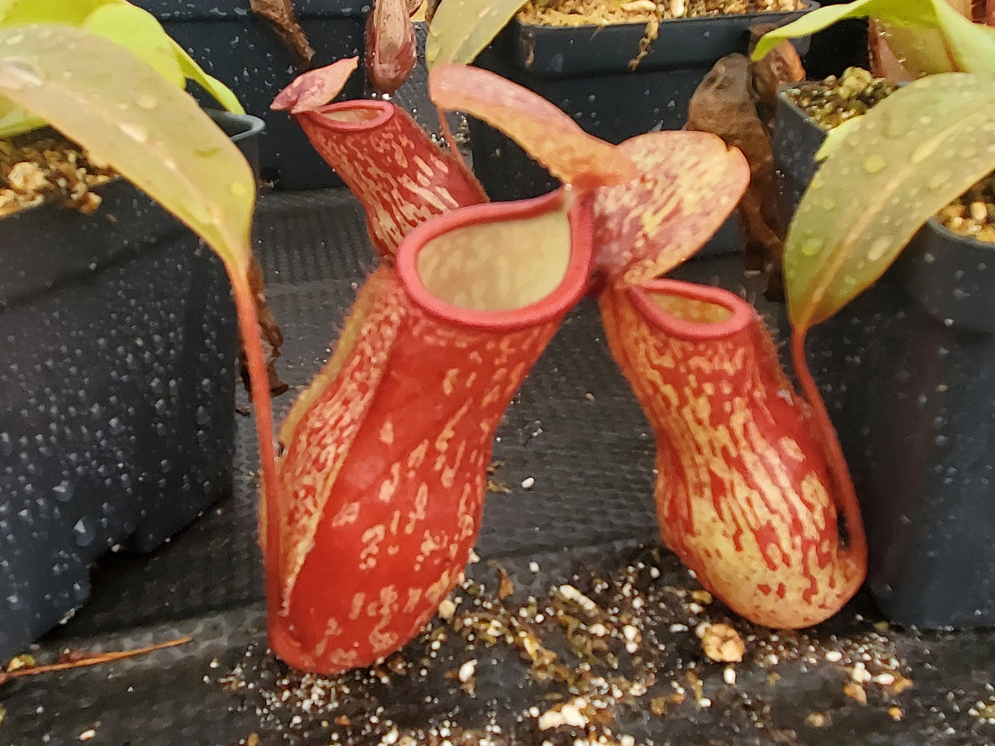 Nepenthes 'Gaya', tropical pitcher plant, live carnivorous plant, potted