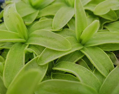 Pinguicula primuliflora, live carnivorous butterwort, bareroot