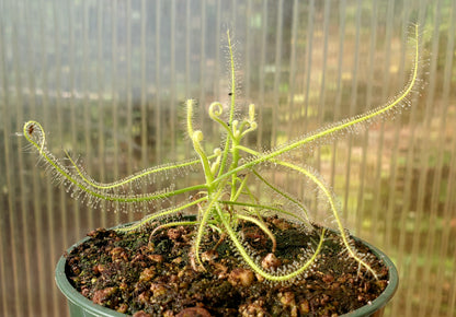 Drosera serpens, Indica complex, Sundew, live carnivorous plant, potted