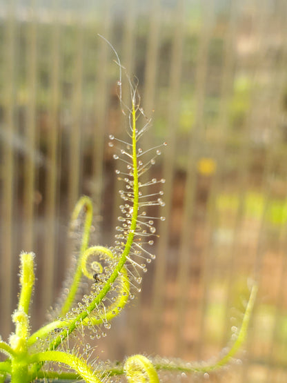 Drosera serpens, Indica complex, Sundew, live carnivorous plant, potted