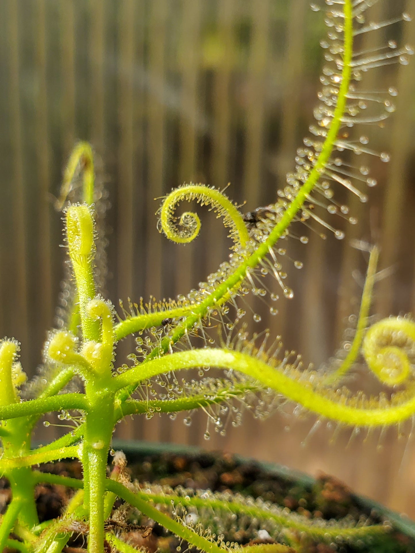 Drosera serpens, Indica complex, Sundew, live carnivorous plant, potted