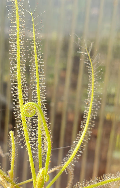 Drosera serpens, Indica complex, Sundew, live carnivorous plant, potted