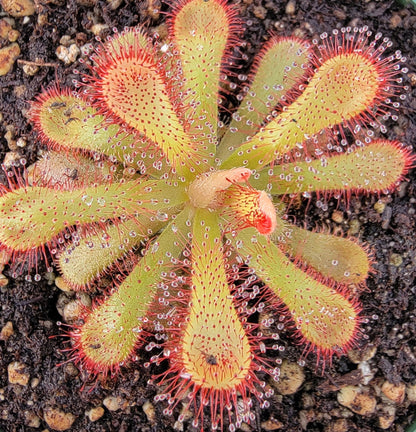 Drosera coccicaulis - 0