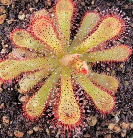 Drosera coccicaulis - 0