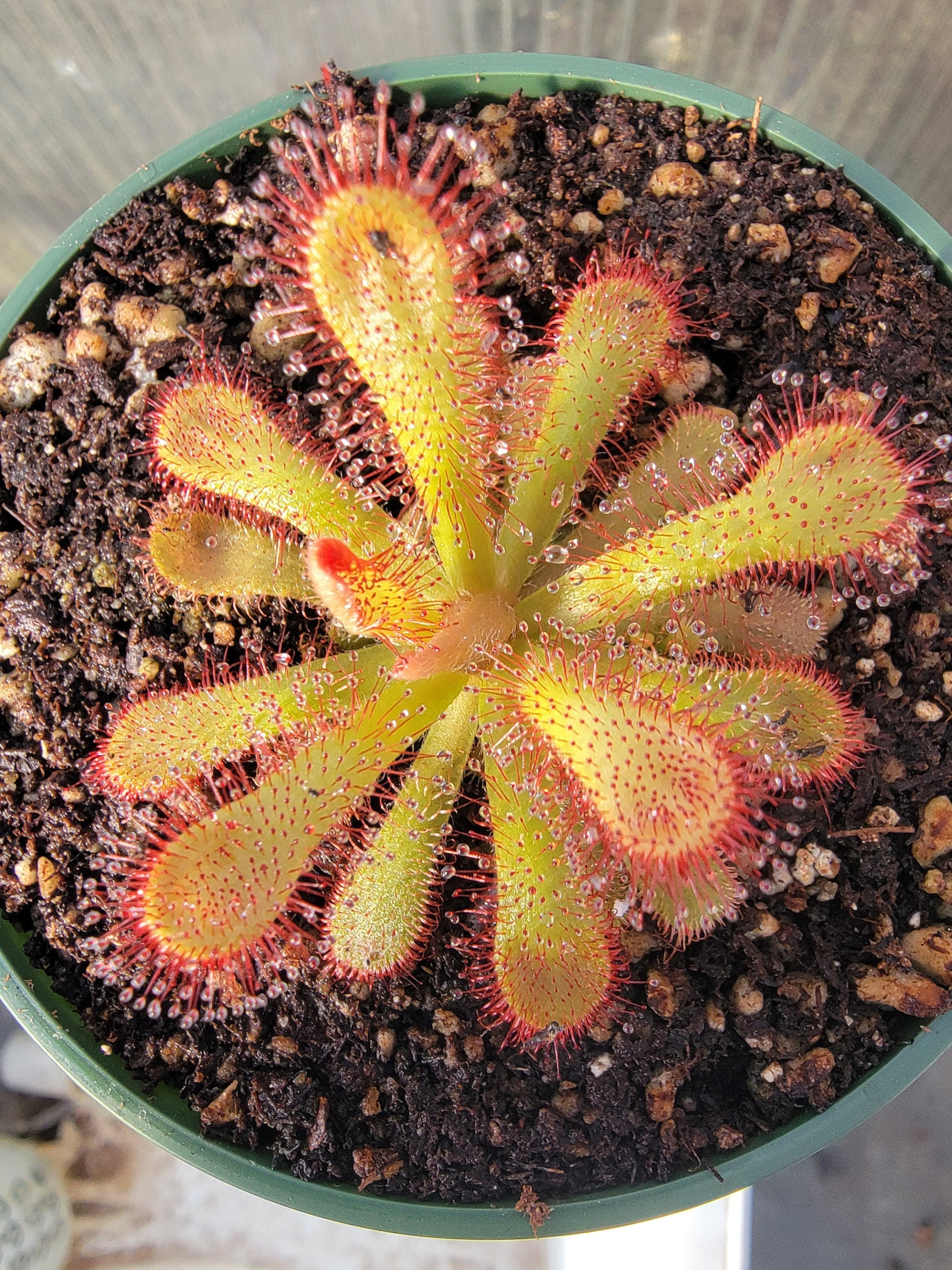 Drosera coccicaulis - 1