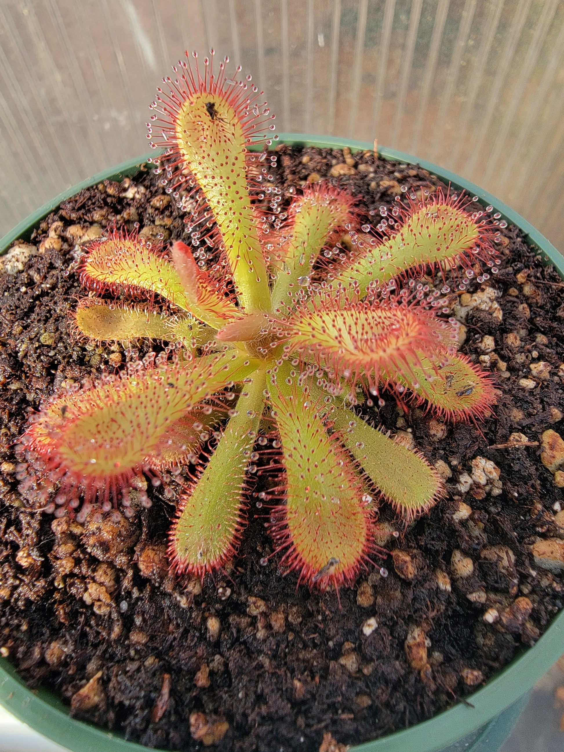 Drosera coccicaulis - 2