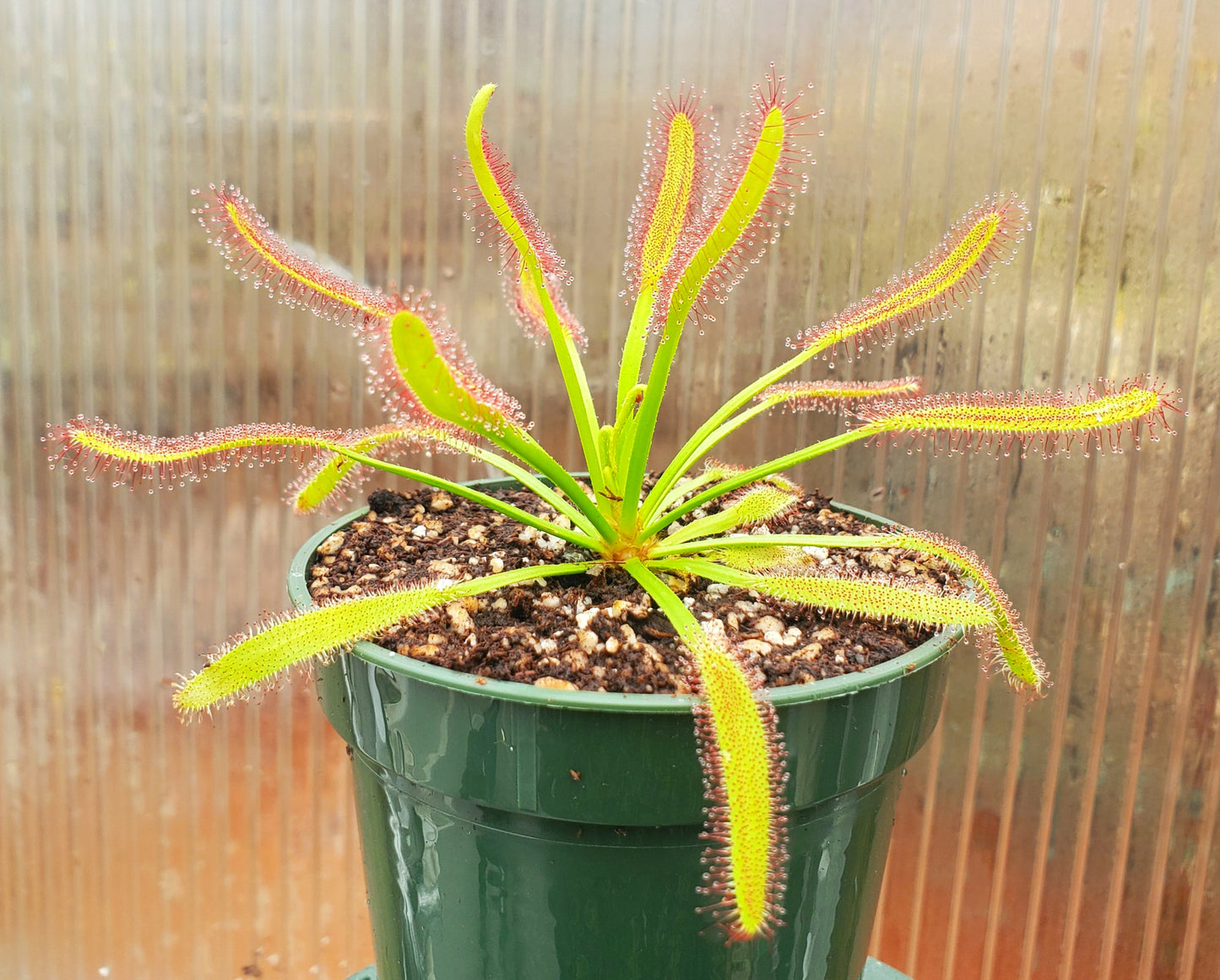 Drosera capensis 'Wide Leaf',  Cape Sundew, live carnivorous plant, potted