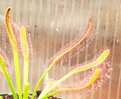 Drosera capensis 'Wide Leaf',  Cape Sundew, live carnivorous plant, potted