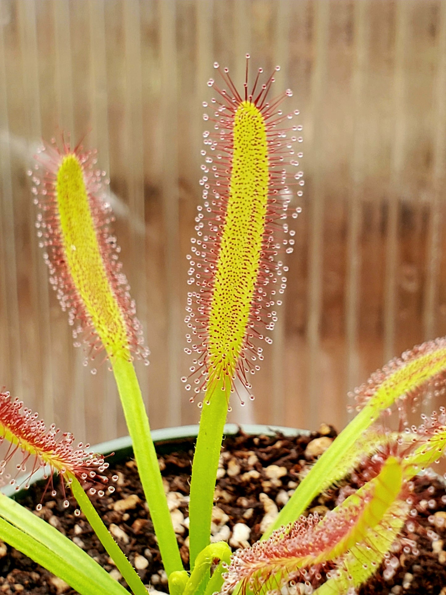 Drosera capensis 'Wide Leaf',  Cape Sundew, live carnivorous plant, potted