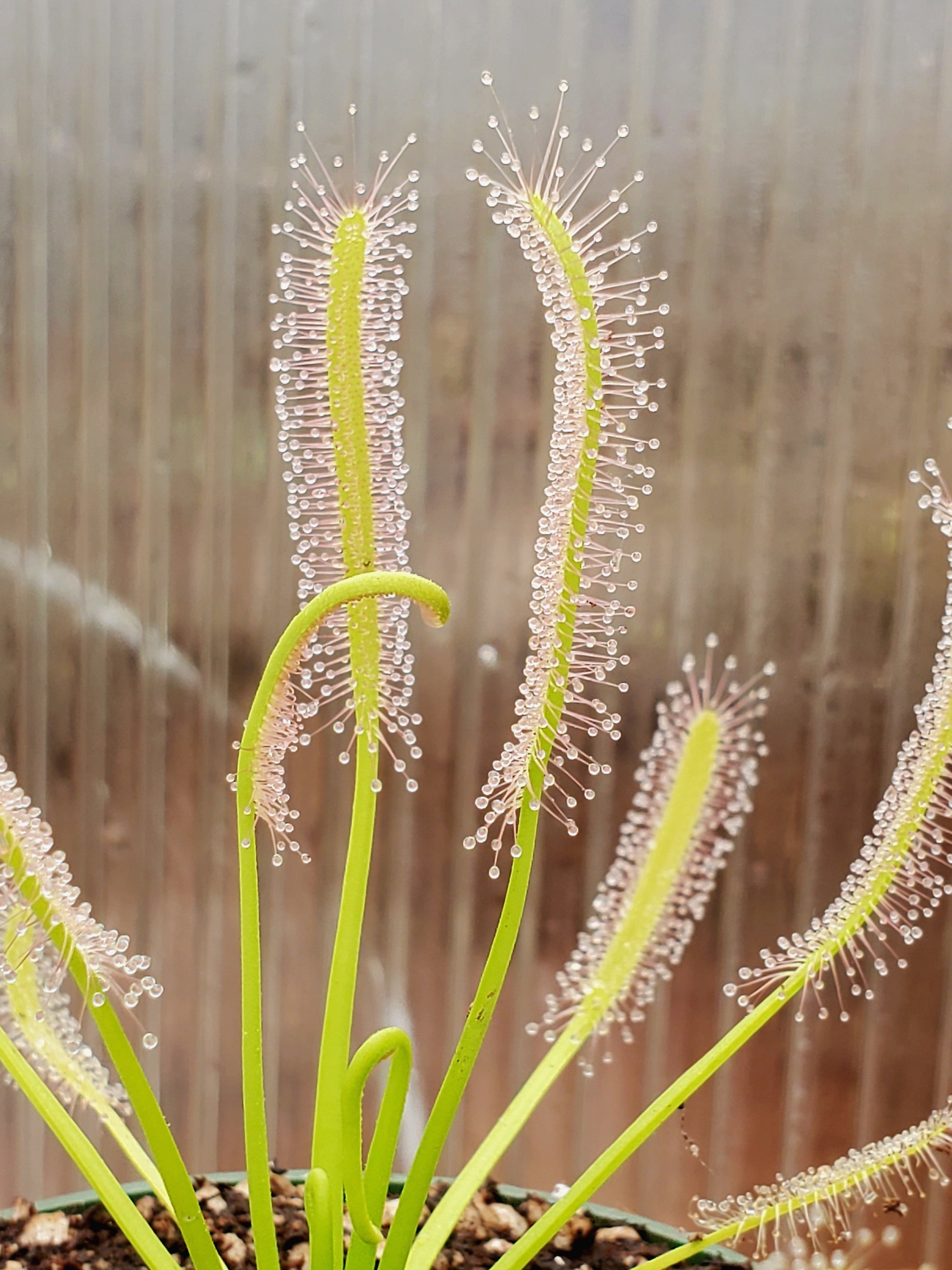 drosera capensis 'alba' - 2