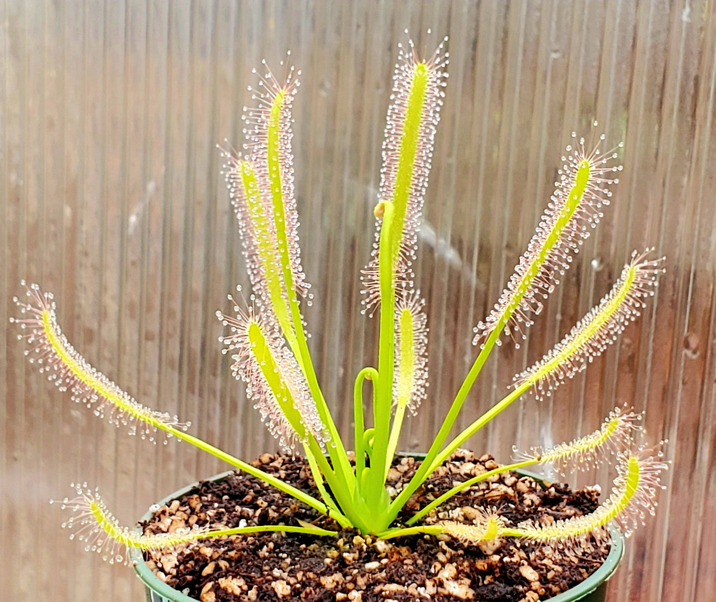 drosera capensis 'alba' - 1