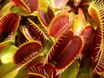 Venus Flytrap 'Mammoth', live carnivorous plant, potted