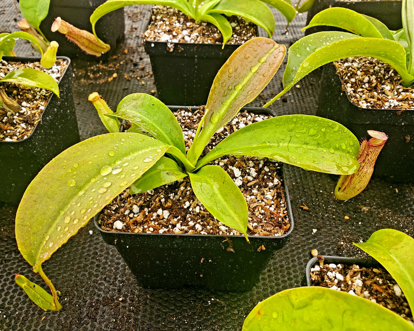 Nepenthes x 'Miranda', tropical pitcher plant, live carnivorous plant, potted