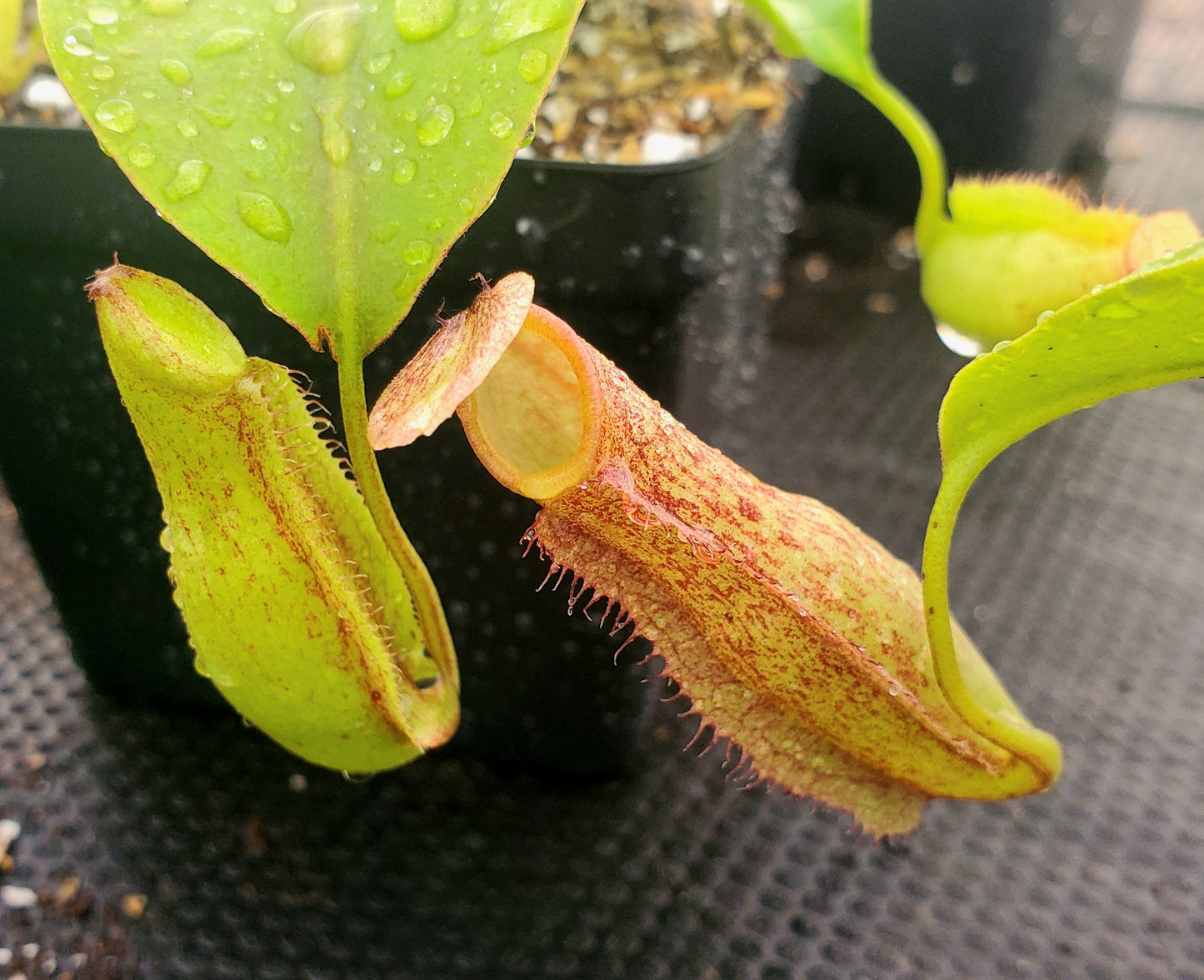 Nepenthes x 'Miranda', tropical pitcher plant, live carnivorous plant, potted