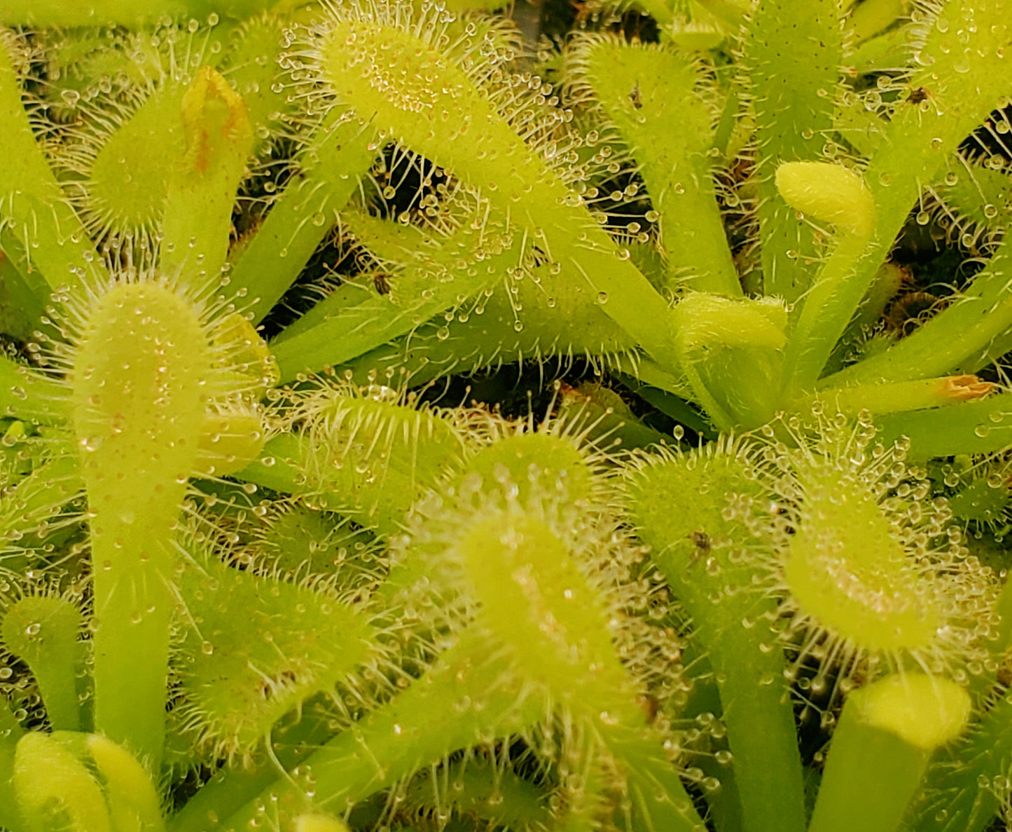 Drosera coccicaulis 'Alba', Sundew, live carnivorous plant, potted