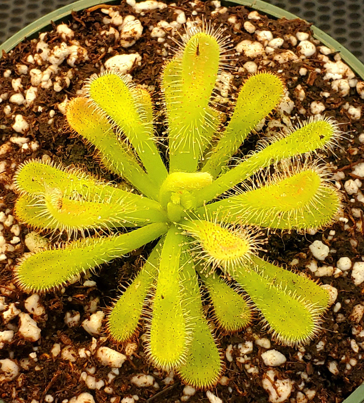 Drosera coccicaulis 'Alba', Sundew, live carnivorous plant, potted