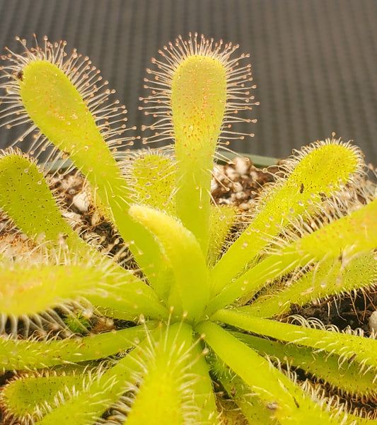 Drosera coccicaulis 'Alba', Sundew, live carnivorous plant, potted