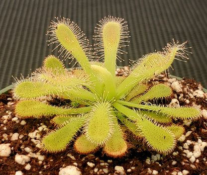 Drosera coccicaulis 'Alba', Sundew, live carnivorous plant, potted