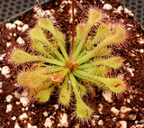 Drosera capillaris 'Brunswick Co, NC', Pink Sundew, live carnivorous plant, potted