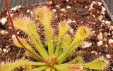 Drosera capillaris 'Brunswick Co, NC', Pink Sundew, live carnivorous plant, potted