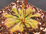 Drosera capillaris 'Brunswick Co, NC', Pink Sundew, live carnivorous plant, potted