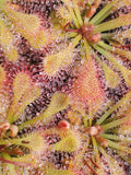 Drosera capillaris 'Brunswick Co, NC', Pink Sundew, live carnivorous plant, potted