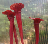 Seed Grown Sarracenia flava, Open Pollinated, American pitcher, live carnivorous plant, potted, WYSIWYG