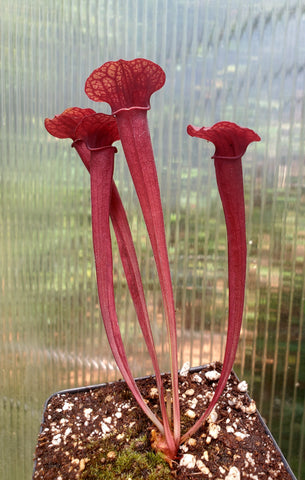 Seed Grown Sarracenia flava, Open Pollinated, American pitcher, live carnivorous plant, potted, WYSIWYG