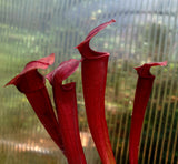 Seed Grown Sarracenia flava, Open Pollinated, American pitcher, live carnivorous plant, potted, WYSIWYG