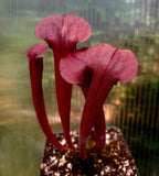 Seed Grown Sarracenia flava, Open Pollinated, American pitcher, live carnivorous plant, potted, WYSIWYG