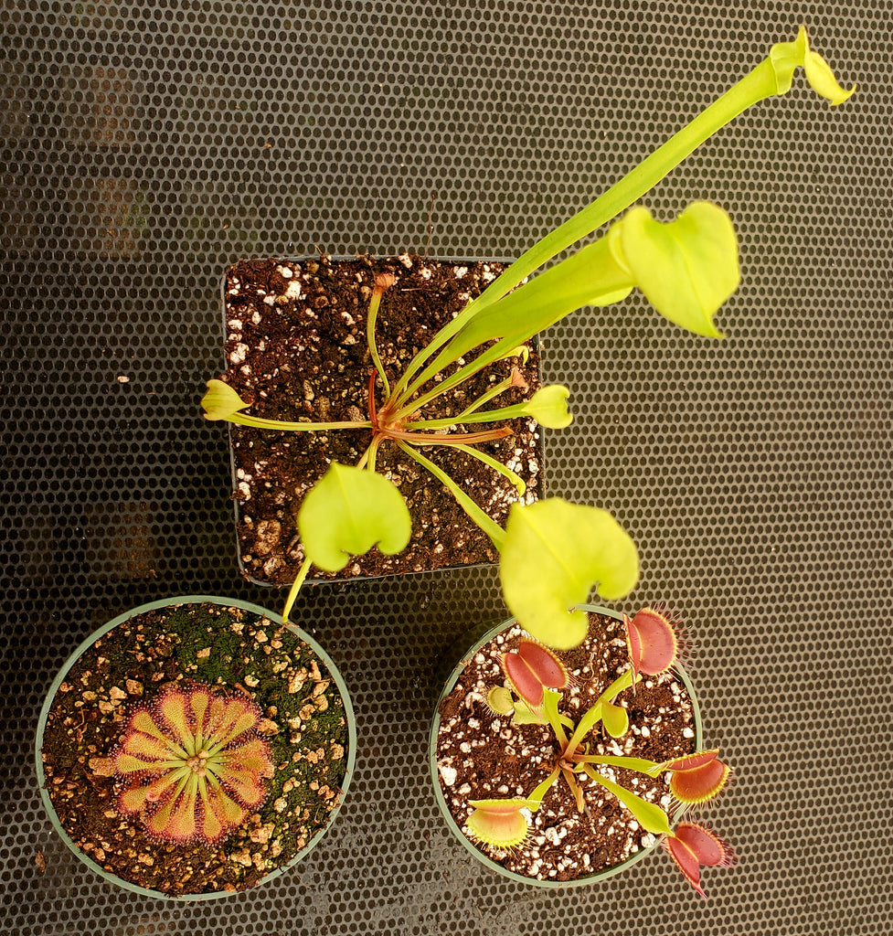 North Carolina Carnivorous Plant Bundle, Set of 3 different types of Carnivorous Plants, Flytrap, Sundew, Sarracenia, live, potted, WYSIWYG