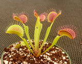 North Carolina Carnivorous Plant Bundle, Set of 3 different types of Carnivorous Plants, Flytrap, Sundew, Sarracenia, live, potted, WYSIWYG