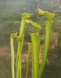 North Carolina Carnivorous Plant Bundle, Set of 3 different types of Carnivorous Plants, Flytrap, Sundew, Sarracenia, live, potted, WYSIWYG