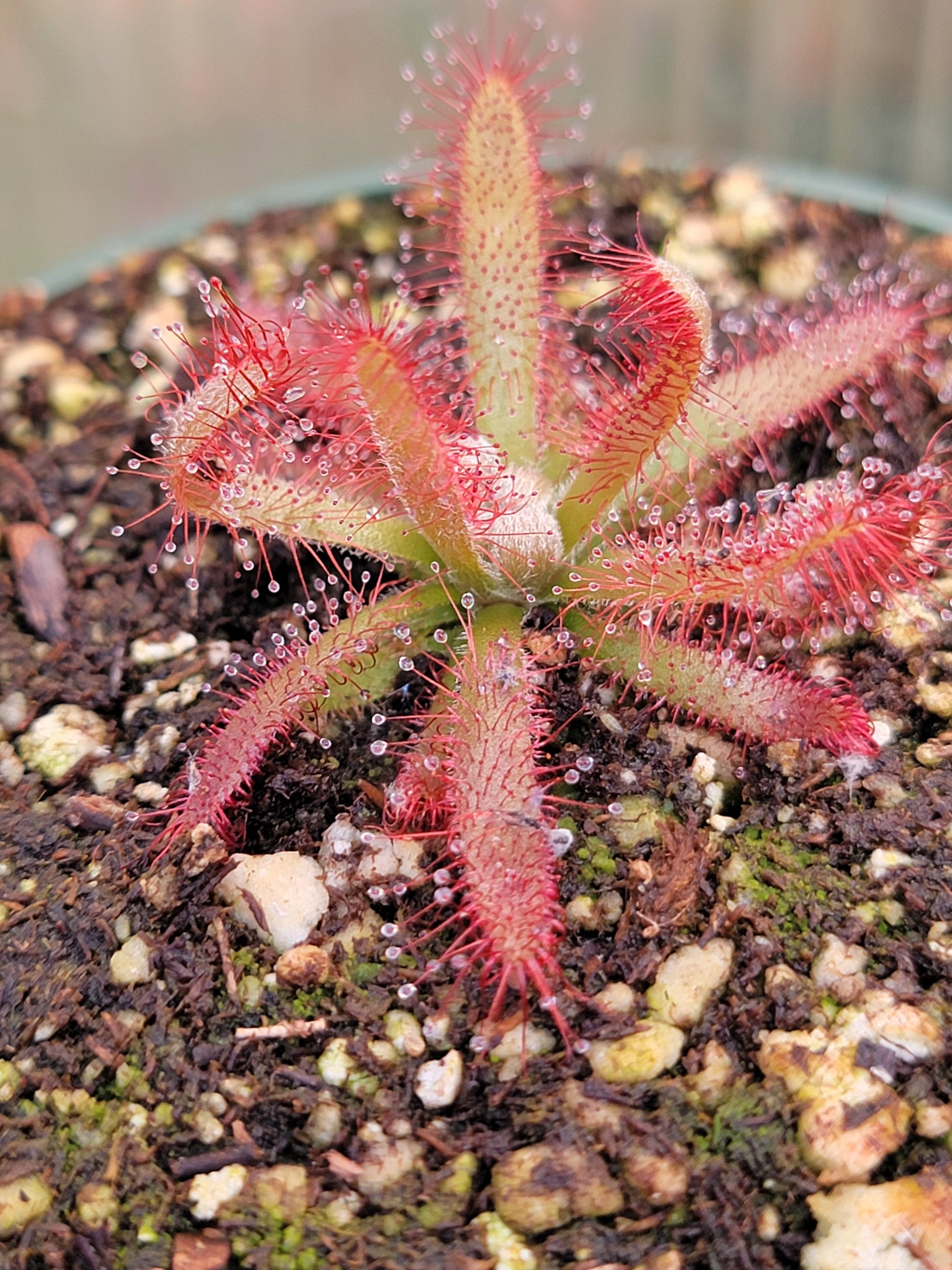 Drosera graomogolensis - 2