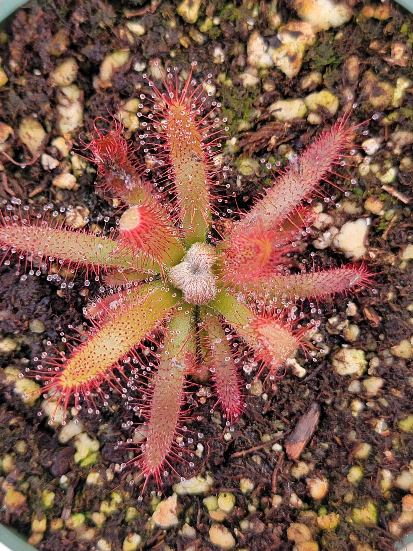 Drosera graomogolensis - 3