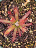 Drosera graomogolensis, Sundew, live carnivorous plant, potted