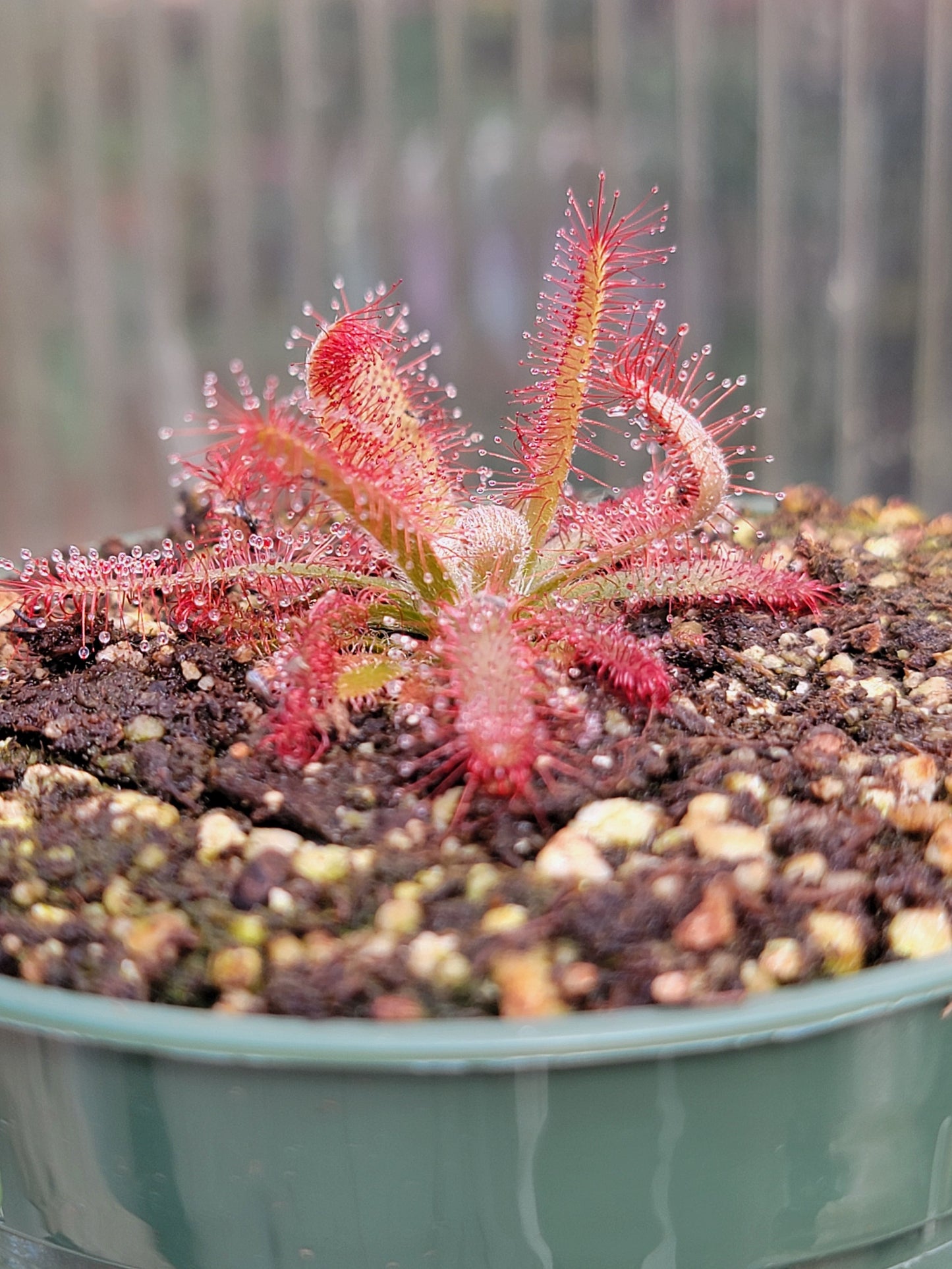 Drosera graomogolensis - 1