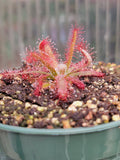 Drosera graomogolensis, Sundew, live carnivorous plant, potted