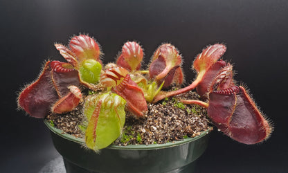 Multiple Mature Cephalotus follicularis, Australian Pitcher Plant, live carnivorous plant, potted, WYSIWYG