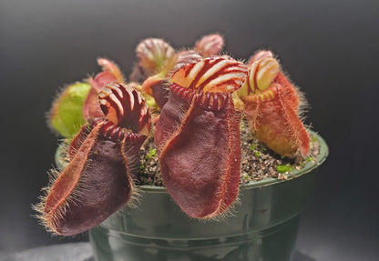 Multiple Mature Cephalotus follicularis, Australian Pitcher Plant, live carnivorous plant, potted, WYSIWYG