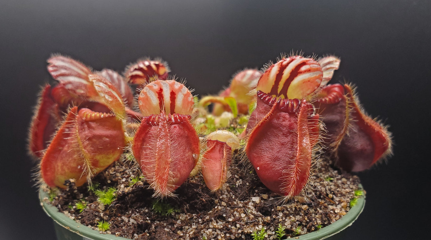 Multiple Mature Cephalotus follicularis, Australian Pitcher Plant, live carnivorous plant, potted, WYSIWYG