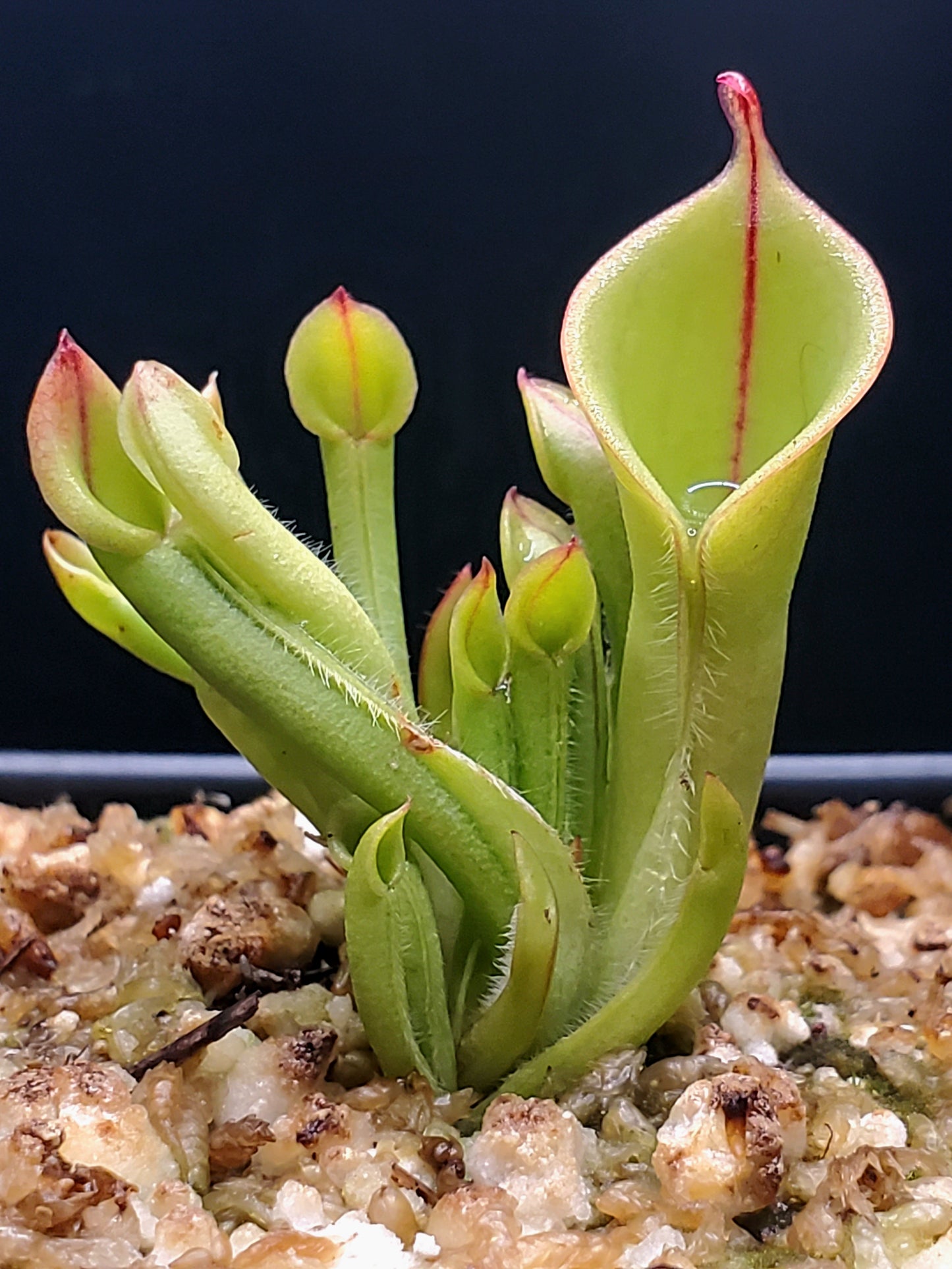 Heliamphora minor, Sun Pitcher, Live carnivorous plant, WYSIWYG