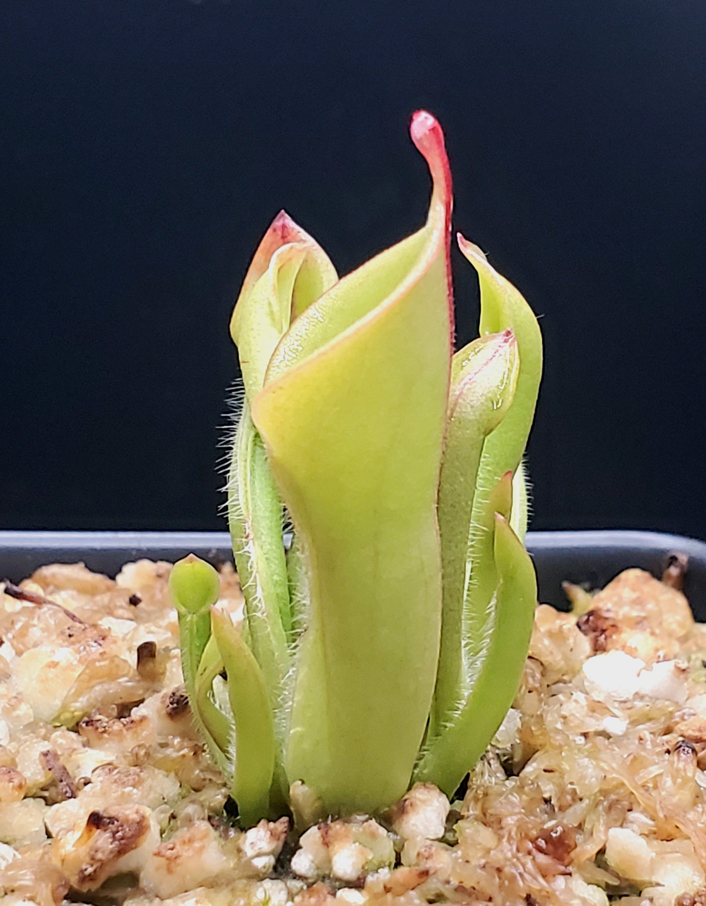 Heliamphora minor, Sun Pitcher, Live carnivorous plant, WYSIWYG