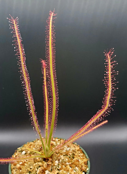 Drosera spiralis, tropical sundew, live carnivorous plant, WYSIWYG