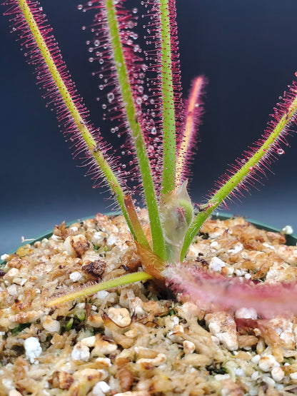 Drosera spiralis, tropical sundew, live carnivorous plant, WYSIWYG