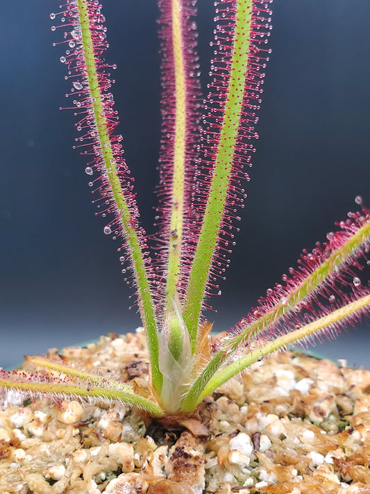 Drosera spiralis, tropical sundew, live carnivorous plant, WYSIWYG