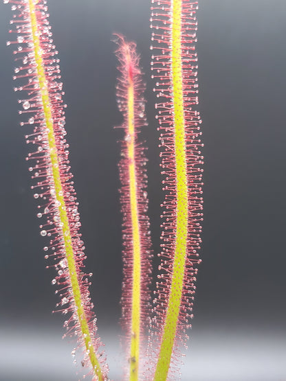 Drosera spiralis, tropical sundew, live carnivorous plant, WYSIWYG