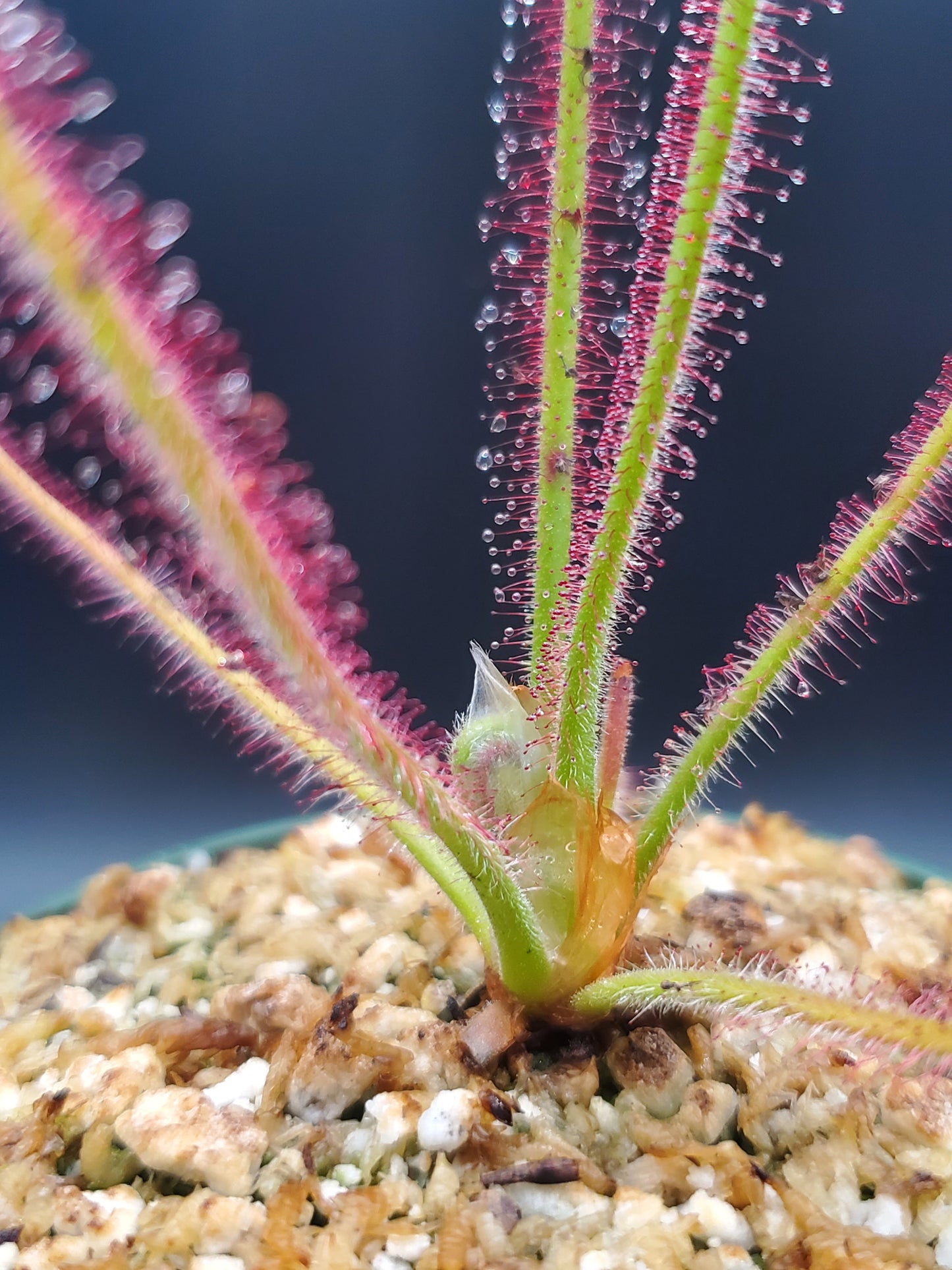 Drosera spiralis, tropical sundew, live carnivorous plant, WYSIWYG