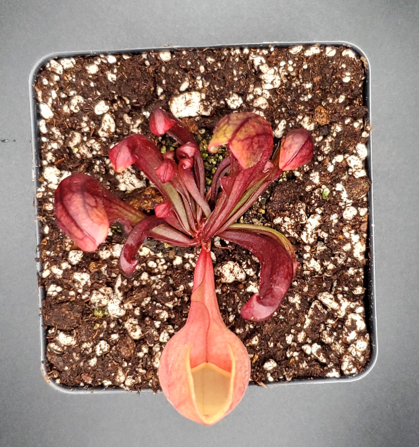 Seed Grown Sarracenia purpurea, Open Pollinated, American pitcher, live carnivorous plant, potted